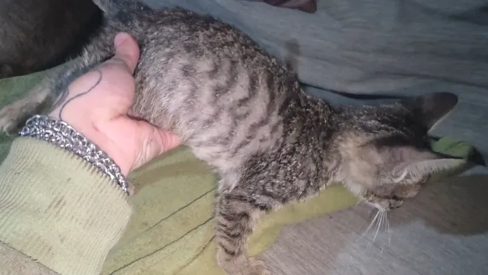 Doação gatinho rajado castrado