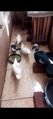 Vendo 4patas e 1 pato 