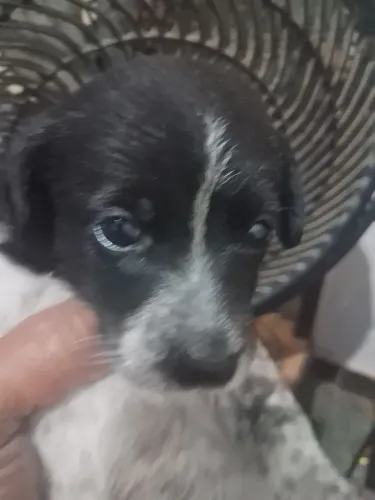 Filhote de cachorros 