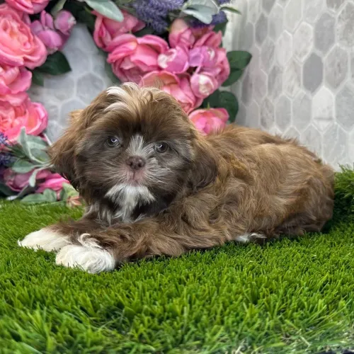 Shih tzu: lealdade e Doçura em tamanho compacto.