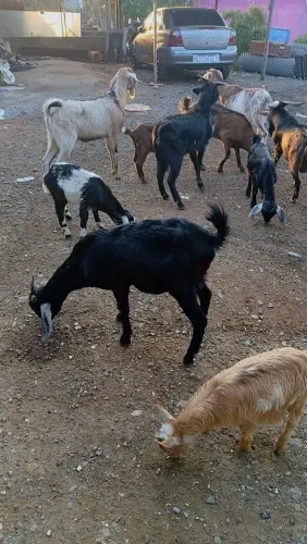 Bode cabra cabrito Ovelha carneiro