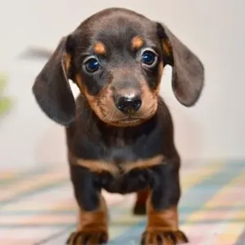 Dachshund | Mais amor no seu lar