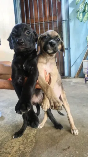 Cachorros macho e fêmea filhote para adoção 