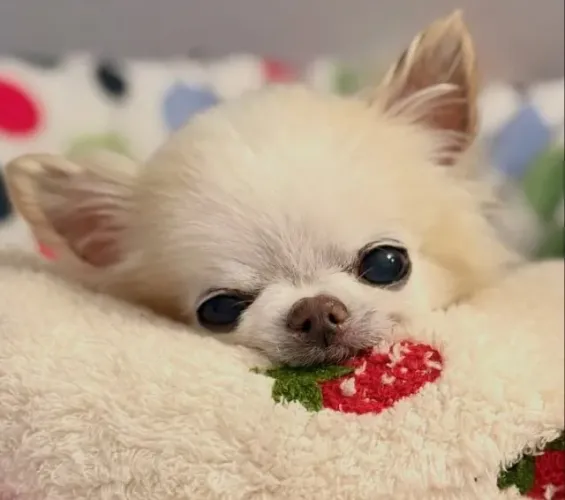 Chihuahua pequeno e encantador
