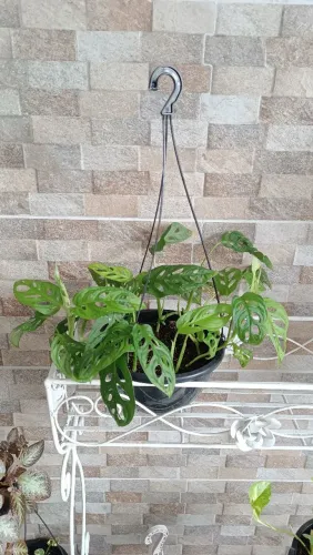 PLANTA MONSTERA ADANSONII