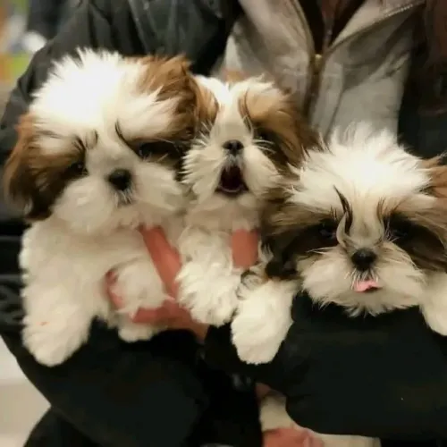 Filhotes de Shih Tzu | Companhia perfeita!