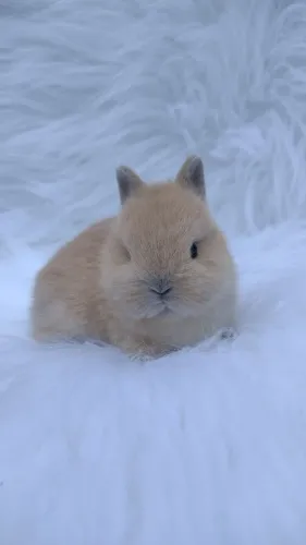 Netherland dwarf "coelho anão" 