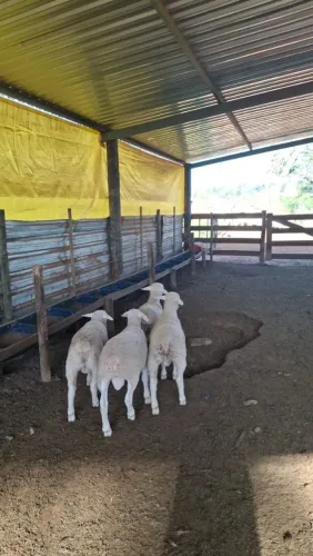 Borregos puros white dorper