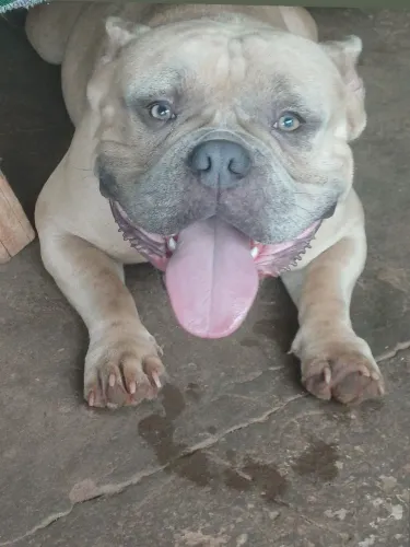 Macho disponível 