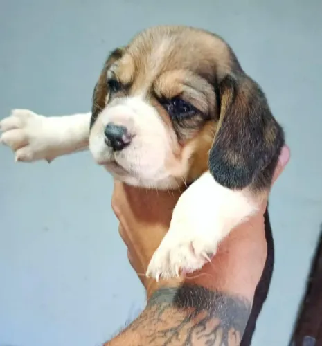 Beagles fofão e querido 