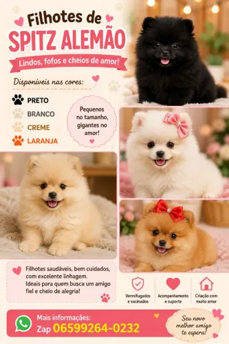 Spitz alemao filhotes