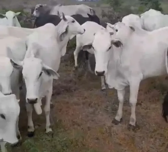 Novilhas vacas NELORE
