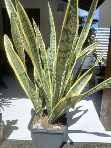 Espada sta.barbara 30,00 
