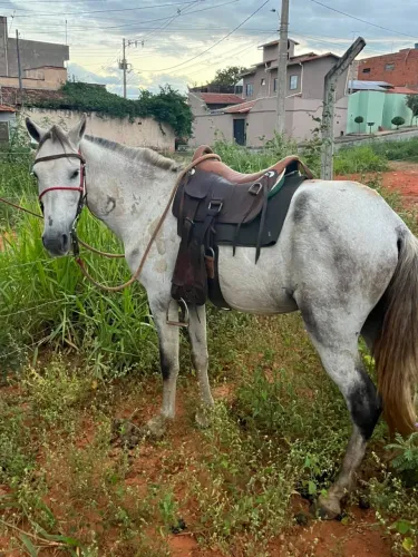 Cavalo marcha picada 