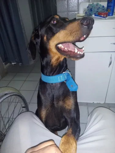 Aluguel de Cão de Guarda 