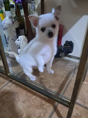 Cachorrinha chihuahua com lulu da pomerania