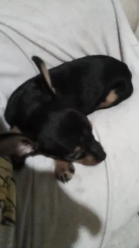 Filhote de cachorro Pinscher macho e fêmea 
