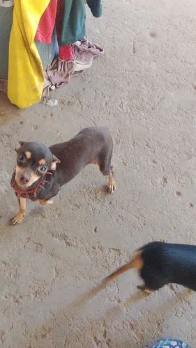 Pinscher fêmea chocolate 