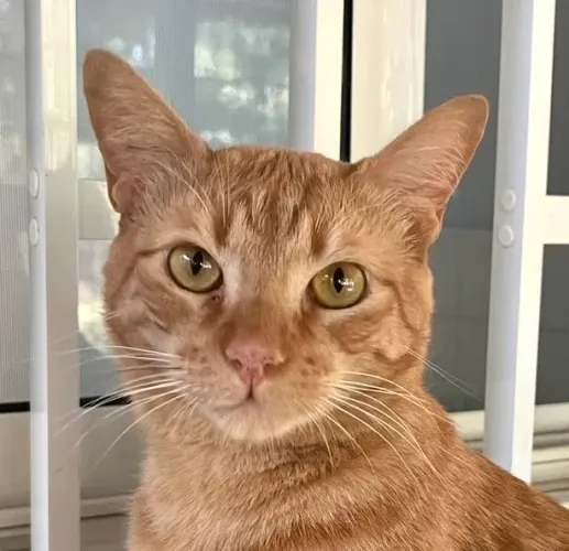 Lindo Milo para adoção 