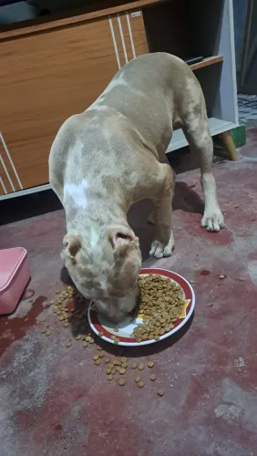 Pitmonster merle com um olho azul outro verde 4 meses disponível pra venda 