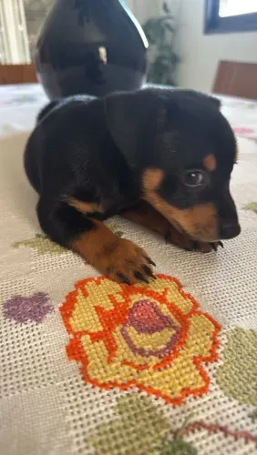 Pincher raça pequena