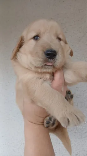 Golden Retriever raça pura - filhote carinhoso e sociável