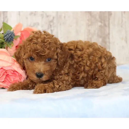 Poodle Toy Red : Cheios de charme e Esperteza