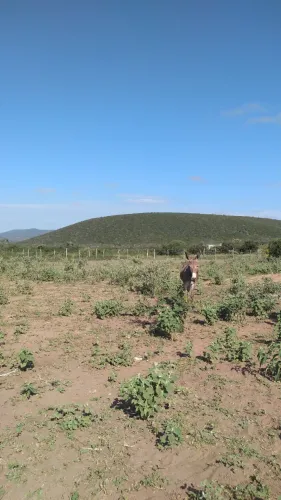 Fazenda com potencial para energia eólica