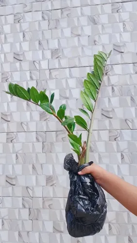 Zamioculca Pequena em Saco Preto ? 3 Mudas