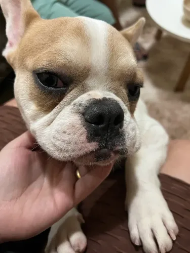 Bulldogue