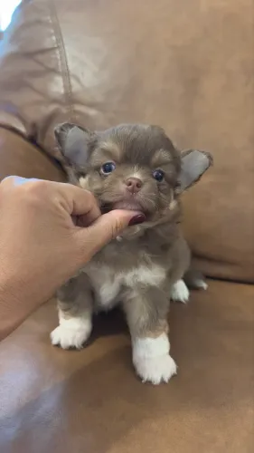 Maravilhoso Chihuahua Chocolate 