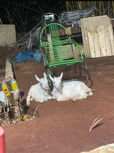 Casal de Cabrito