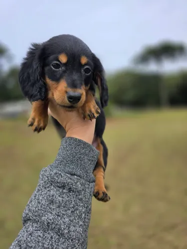 Dachshund teckel pelo longo Machinho 