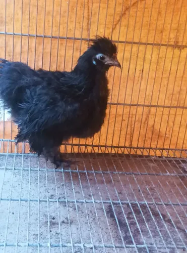 Galinha Sedosa japonesa com 10 dias