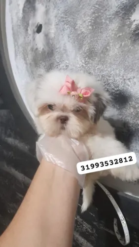Filhotes Shih-tzu mini branca 