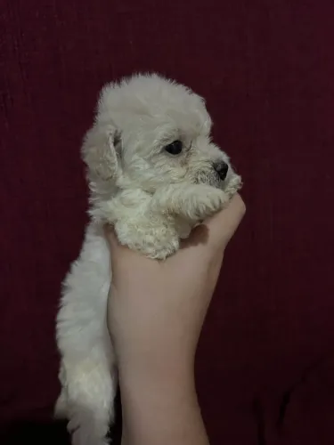 Vendo cachorrinhas Poodle Toy