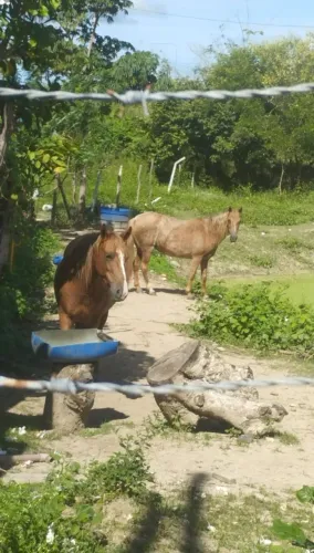 Éguas mestiças de mangalarga 