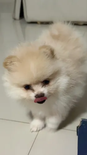Vendo Filhote Spitz Alemão