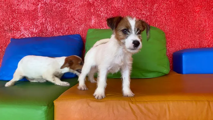 Oportunidade machinho de jack Ruassel terrier 