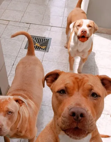 Cachorros ? pitbul