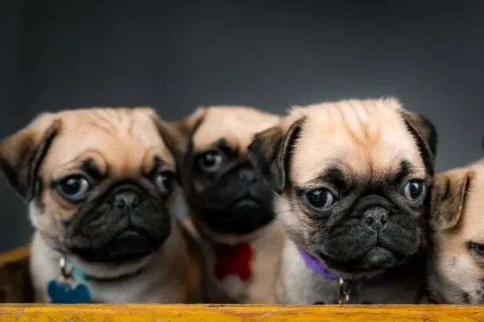 ? Filhotes de Pug | Pequenos Companheiros Cheios de Charme