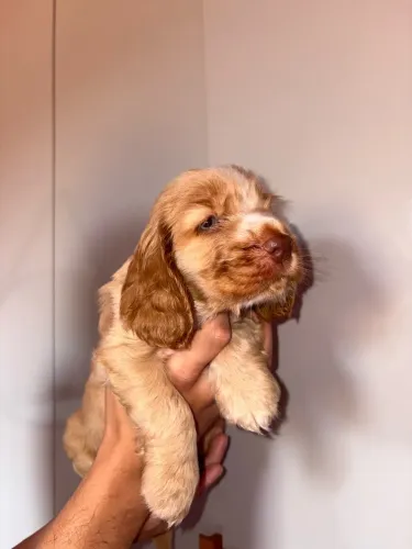 Cocker Spaniel Inglês 