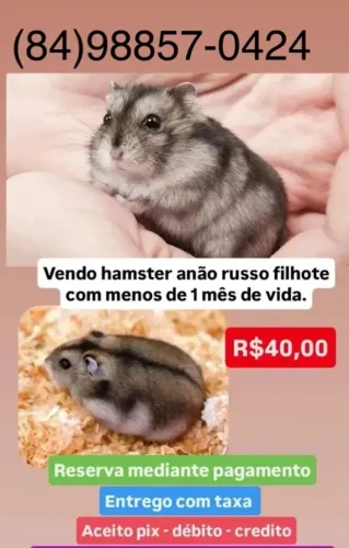 Hamster Anão Russo