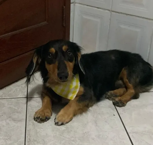 Estou doando estes cachorros 