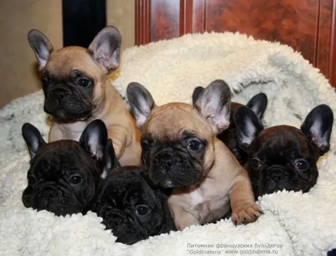 Bulldog frances com pedigree