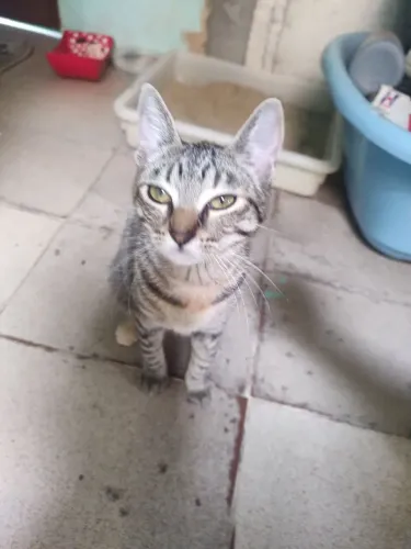 Adoção gata Sofia 