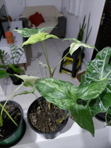 Plantas