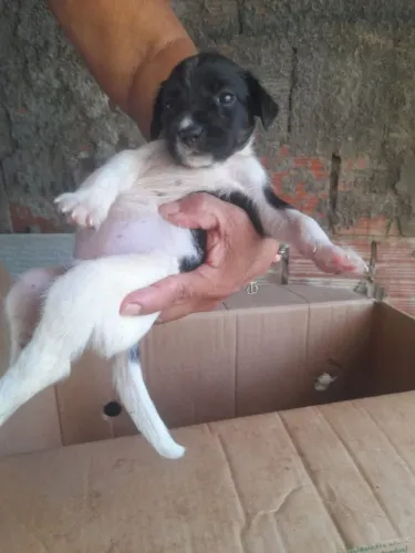 Cachorrinho filhote para adoção responsável 