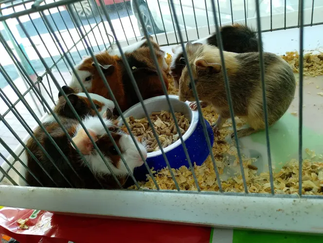 Porquinho da índia 