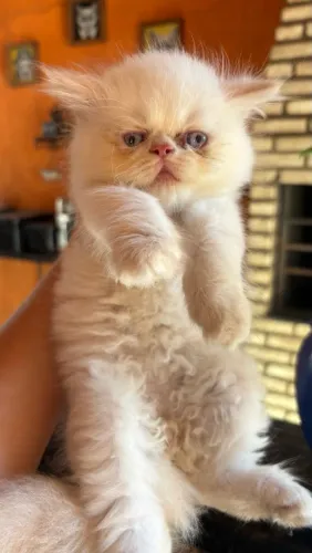 Gatinhos persas Machos